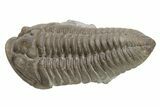 Long Prone Flexicalymene Trilobite - Stonelick, Ohio #224880-1